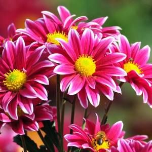 Meet your Posher, Donene